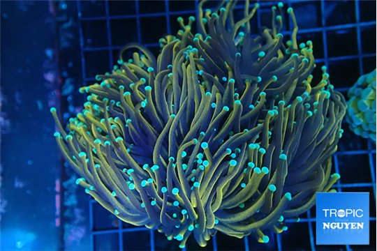 Euphyllia glabrescens dragon soul torch 7-14 cm WYSIWYG acclimaté
