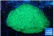 Favia green 5-7 cm WYSIWYG acclimaté