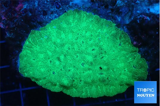 Favia green 5-7 cm WYSIWYG acclimaté