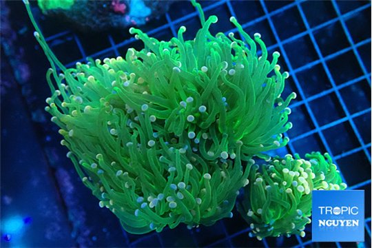 Euphyllia glabrescens green & pink tip torch 7-12 cm WYSIWYG acclimaté