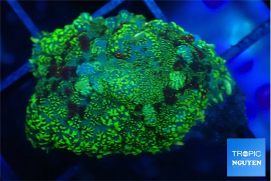 Rhodactis tricolor 1 polyp WYSIWYG acclimaté