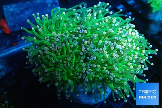 Euphyllia glabrescens green & pink tip torch 7-12 cm WYSIWYG acclimaté