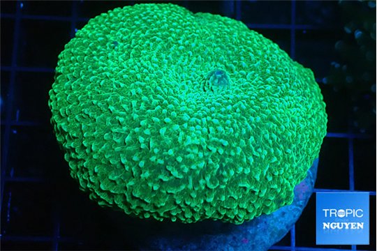 Rhodactis mussoides green 5-8 cm WYSIWYG acclimaté