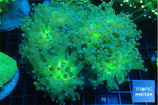 Euphyllia paradivisa sunset 8-12 cm WYSIWYG acclimaté