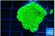 Montipora green & purple polyps 3-4 cm WYSIWYG acclimaté