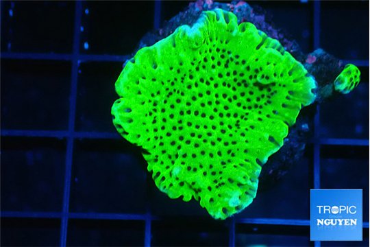 Montipora green & purple polyps 3-4 cm WYSIWYG acclimaté