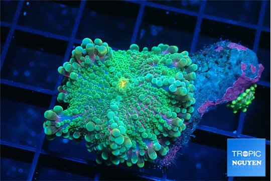 Ricordea yuma green purple 1 polyp WYSIWYG acclimaté