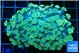 Alveopora green 4-6 cm WYSIWYG acclimaté