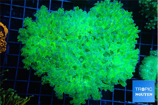 Euphyllia paradivisa green & purple 8-14 cm WYSIWYG acclimaté