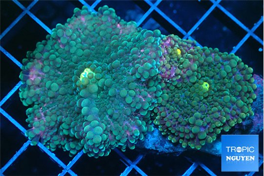Ricordea yuma red green 3 polyps WYSIWYG acclimaté
