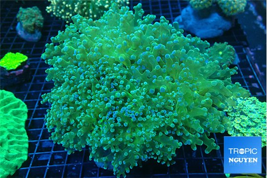 Euphyllia paradivisa sunset 8-12 cm WYSIWYG acclimaté