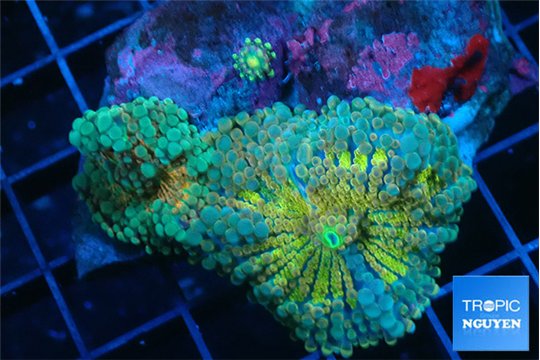 Ricordea yuma golden sunset 2 polyps WYSIWYG acclimaté