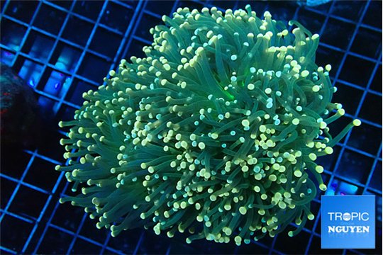 Euphyllia glabrescens green & orange pink tip torch 7-12 cm WYSIWYG acclimaté