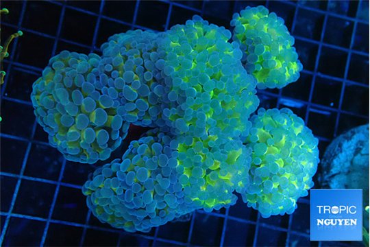 Euphyllia paraancora orange 7-14 cm WYSIWYG acclimaté