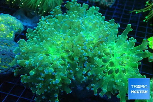 Euphyllia paradivisa sunset 8-12 cm WYSIWYG acclimaté