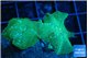 Discosoma green & blue line 2 polyps WYSIWYG acclimaté