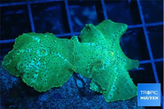 Discosoma green & blue line 2 polyps WYSIWYG acclimaté