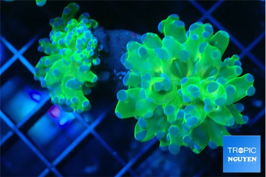 Euphyllia yayaemaensis green & purple tip 5-8 cm WYSIWYG acclimaté