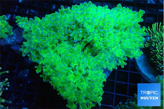 Euphyllia paradivisa green purple 8-14 cm WYSIWYG acclimaté