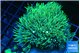 Pachyclavularia neon green 7-10 cm WYSIWYG acclimaté