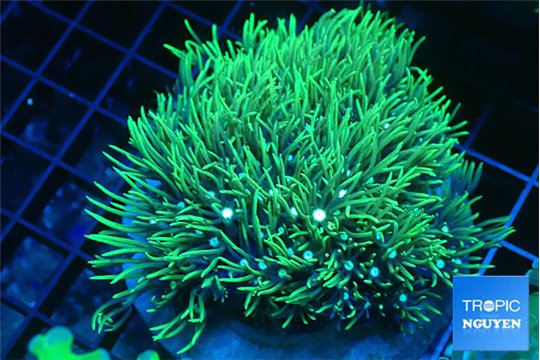 Pachyclavularia neon green 7-10 cm WYSIWYG acclimaté