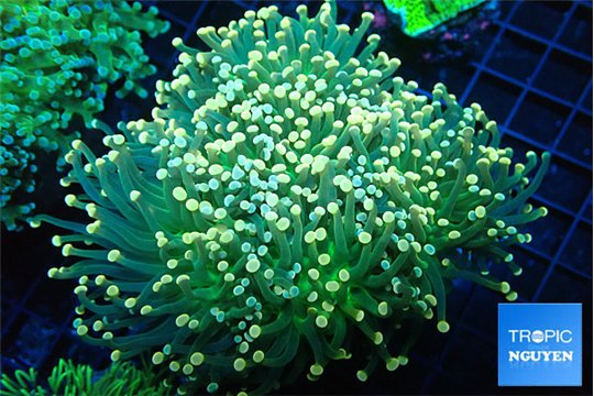 Euphyllia glabrescens green & orange pink tip torch 7-12 cm WYSIWYG acclimaté