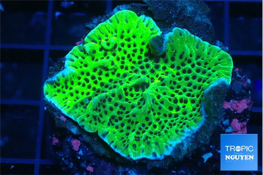 Montipora green 3-4 cm WYSIWYG acclimaté