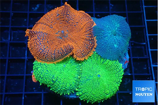 Rhodactis garden mixed color premium 4 polyps WYSIWYG acclimaté