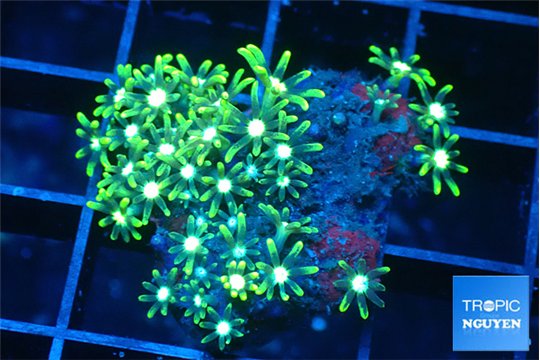 Pachyclavularia neon green 2-3 cm WYSIWYG acclimaté