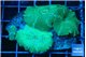Discosoma green & blue line 4 polyps WYSIWYG acclimaté