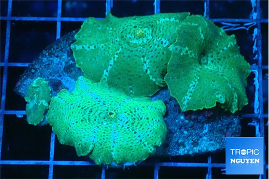 Discosoma green & blue line 4 polyps WYSIWYG acclimaté