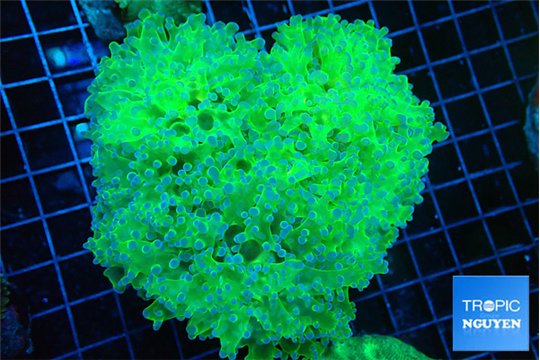 Euphyllia paradivisa green & purple 8-14 cm WYSIWYG acclimaté