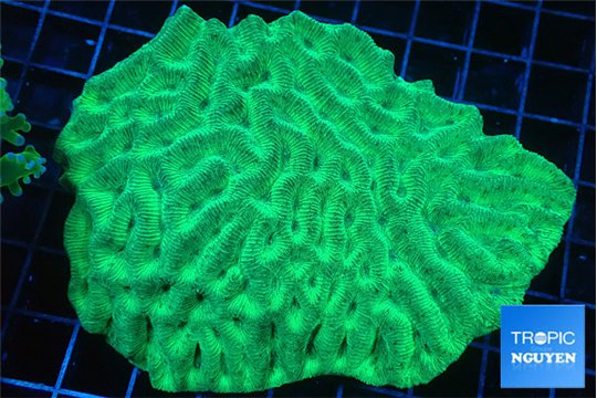 Platygyra neon green 8-13 cm WYSIWYG acclimaté