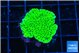 Montipora green 2-3 cm WYSIWYG acclimaté