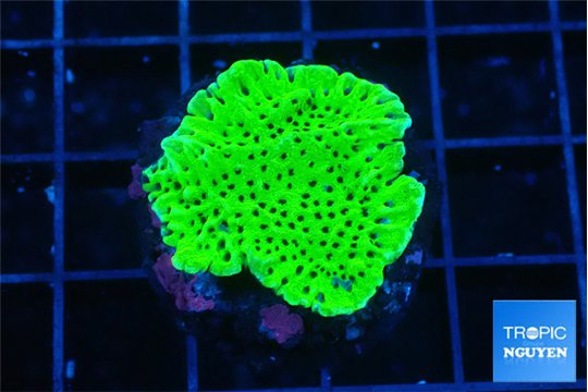 Montipora green 2-3 cm WYSIWYG acclimaté