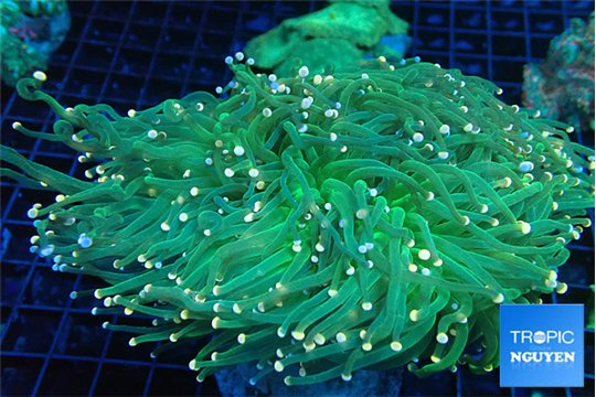 Euphyllia glabrescens green & pink tip torch 7-12 cm WYSIWYG acclimaté