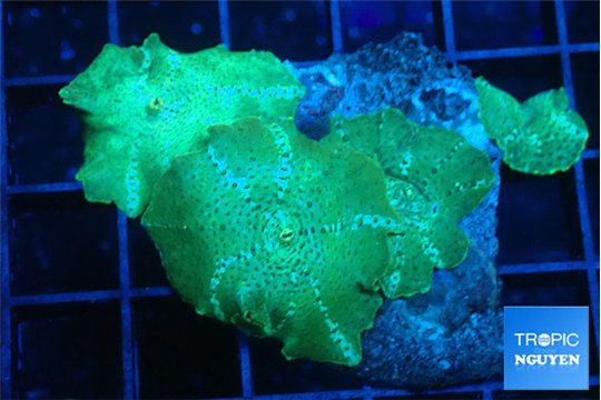 Discosoma green & purple spot 4-7 cm WYSIWYG acclimaté