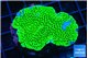 Montipora green 3-4 cm WYSIWYG acclimaté