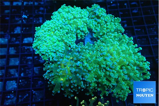 Euphyllia paradivisa sunset 8-12 cm WYSIWYG acclimaté