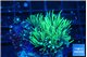 Pachyclavularia neon green 3-5 cm WYSIWYG acclimaté