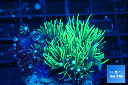 Pachyclavularia neon green 3-5 cm WYSIWYG acclimaté