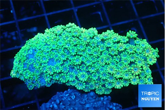 Alveopora green 4-6 cm WYSIWYG acclimaté