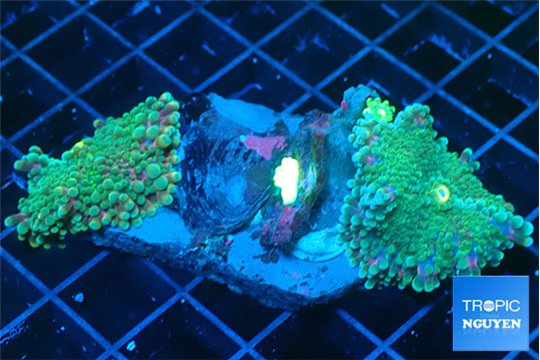 Ricordea yuma green purple 2 polyps WYSIWYG acclimaté