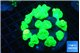 Caulastrea neon green 8-10 cm WYSIWYG acclimaté
