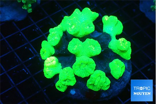 Caulastrea neon green 8-10 cm WYSIWYG acclimaté
