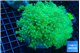 Euphyllia paradivisa green & purple 8-14 cm WYSIWYG acclimaté