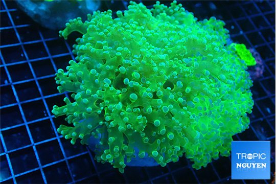 Euphyllia paradivisa green & purple 8-14 cm WYSIWYG acclimaté