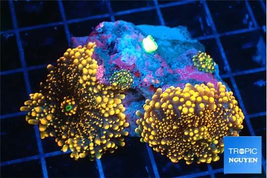 Ricordea yuma red 2 polyps WYSIWYG acclimaté