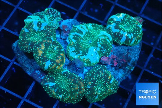 Discosoma golden fusion 5-8 cm WYSIWYG acclimaté