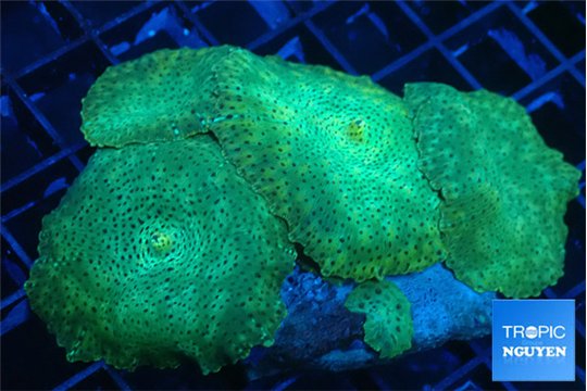 Discosoma green & purple spot 5-7 cm WYSIWYG acclimaté